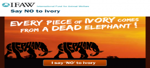 Say No to Ivory